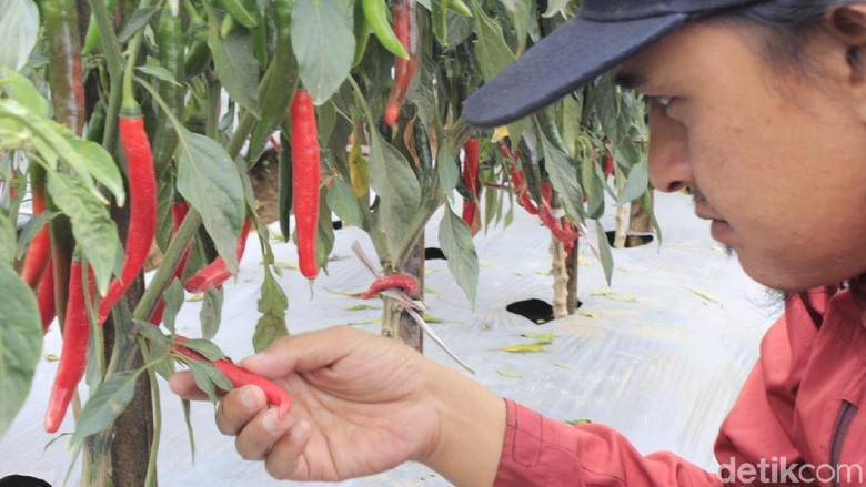 Carvi Agrihorti, Cabai Varietas Unggulan Baru yang Tahan Virus Carvi Agrihorti, Cabai Varietas Unggulan Baru yang Tahan Virus