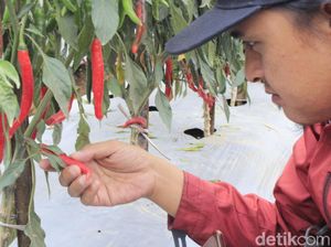 Carvi Agrihorti, Cabai Varietas Unggulan Baru yang Tahan Virus