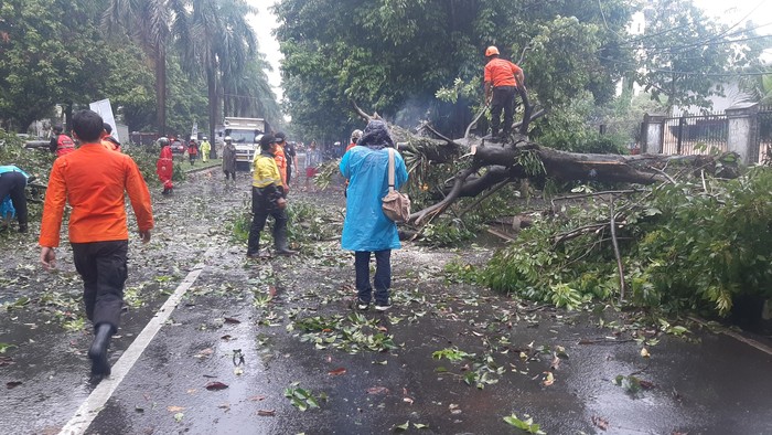 Hasil gambar untuk pohon tumbang