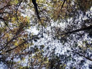 Lindungi Hutan