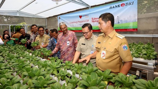 Manfaatkan Lahan Terbatas dengan Tanaman Hidroponik