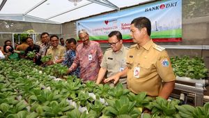 Manfaatkan Lahan Terbatas dengan Tanaman Hidroponik