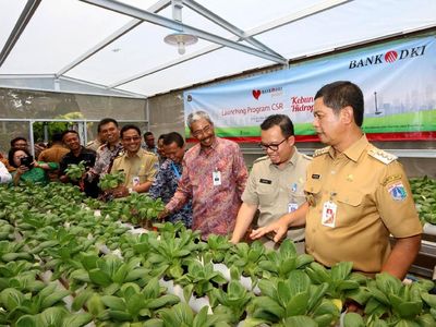 Manfaatkan Lahan Terbatas dengan Tanaman Hidroponik