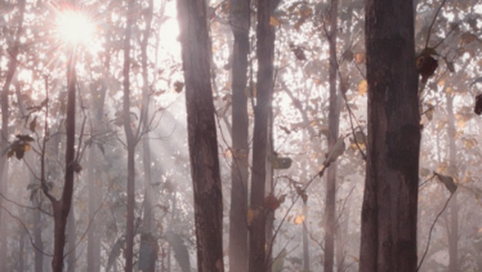sinar pagi di hutan jati