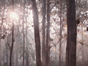 Pohon Jati: Jenis, Manfaat, Habitat dan Karakteristiknya