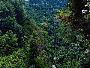Lestarikan dan Hijaukan Hutan Raya