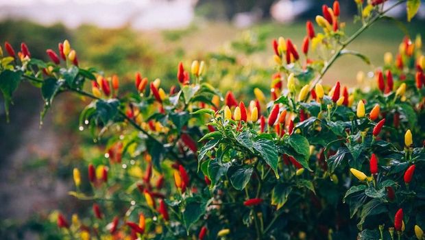 11 Fakta Unik Tabasco, Saus Pedas yang Populer di Dunia