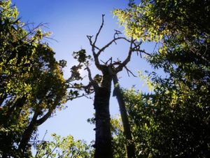 Hutanku Nafasku
