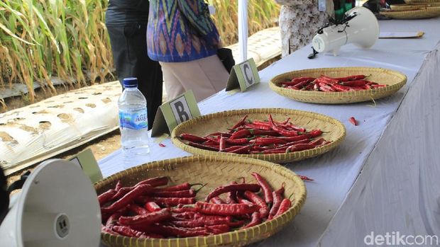 Carvi Agrihorti, Cabai Varietas Unggulan Baru yang Tahan Virus