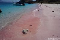 TN Komodo Punya Banyak Pantai Pink & Ini yang Paling Pink!