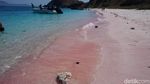 Potret Pantai Pink yang Populer di TN Komodo