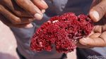 Potret Pantai Pink yang Populer di TN Komodo
