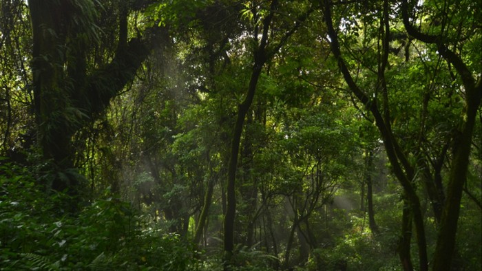 Lumut Hutan Gunung Slamet
