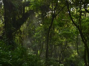 Lumut Hutan Gunung Slamet