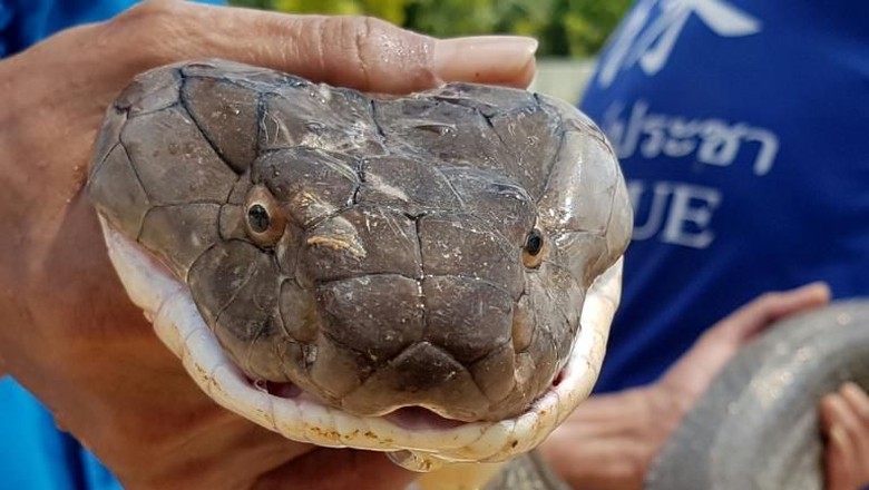 Ular King Cobra 4 Meter Ditangkap dari Selokan di Thailand Ular King Cobra 4 Meter Ditangkap dari Selokan di Thailand