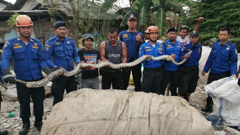 Damkar Bekasi Tangkap Ular Sanca 5 Meter di Lapak Pengepul Damkar Bekasi Tangkap Ular Sanca 5 Meter di Lapak Pengepul