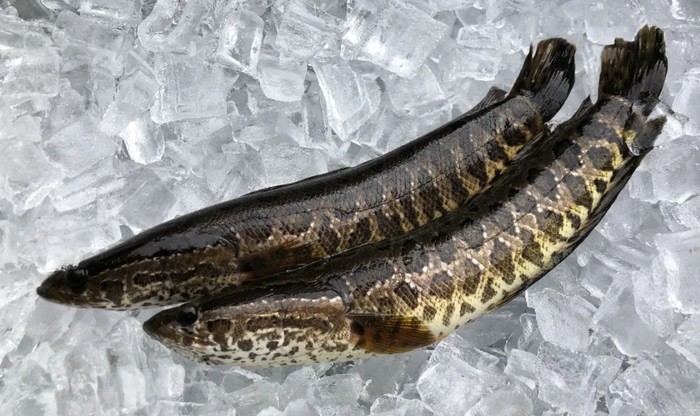 Ikan Gabus di Amerika, Channa argus yang diduga dibawa dari China dan dilepas di sungai Amerika