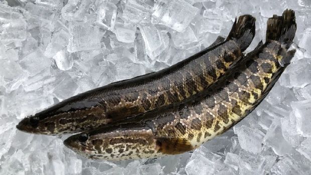 Ikan Monster Muncul di Amerika, Ada Perintah Bunuh di Tempat