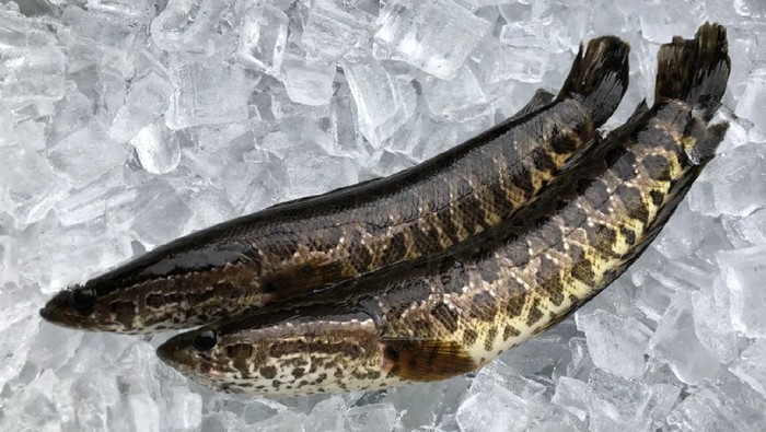 Ikan Gabus di Amerika, Channa argus yang diduga dibawa dari China dan dilepas di sungai Amerika