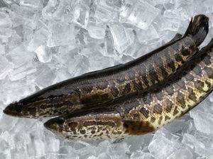 Ngeri! Ada Ikan Berkepala Ular di Sungai Ini, Jadi Predator Hewan Lain