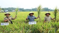 Dalam berbagai kegiatan, Supendi bahkan tak segan turun langsung ke sawah. Seperti saat momen panen padi di sawah Indramayu ini.  Foto: instagram @kang_supendi