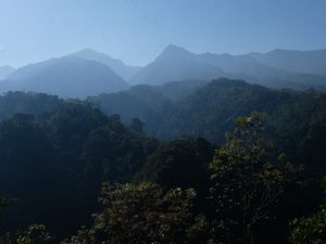 selamat pagi dari hutanku