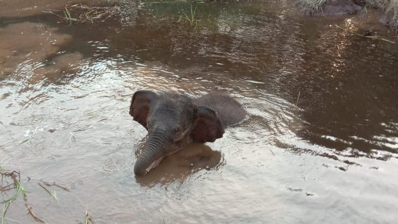 BKSDA Lepaskan Anak Gajah yang Kena Jerat di Riau BKSDA Lepaskan Anak Gajah yang Kena Jerat di Riau