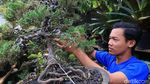 Melihat Budidaya Tanaman Bonsai di Tengah Kota Bandung