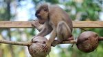 STIB, Sekolah Tinggi Beruk Pemetik Kelapa