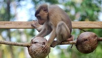 Tiga bulan berikutnya barulah beruk diperkenalkan dengan cara memetik buah kelapa secara bertahap.