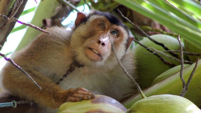 Stib Sekolah Tinggi Beruk Pemetik Kelapa