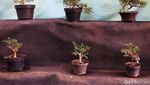 Melihat Budidaya Tanaman Bonsai di Tengah Kota Bandung