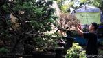 Melihat Budidaya Tanaman Bonsai di Tengah Kota Bandung