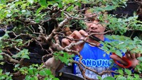 Terdapat ratusan tanaman bonsai di jongko ini.
