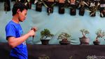 Melihat Budidaya Tanaman Bonsai di Tengah Kota Bandung