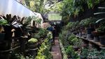 Melihat Budidaya Tanaman Bonsai di Tengah Kota Bandung