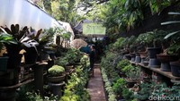 Pekerja merawat tanaman bonsai di Jongko Bonsai Cibeunying, Kelurahan Cihapit, Kecamatan Bandung Wetan, Kota Bandung, Rabu (16/10/2019).