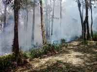 Hutan di Gunung Tambora Terbakar Lagi