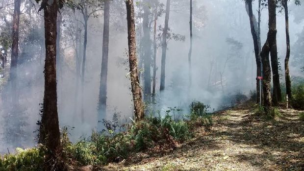 Sejak Agustus, Sudah 80 Hektar Hutan Gunung Tambora Terbakar