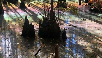 Kolam pelangi di tengah hutan. (Foto: Boredpanda)