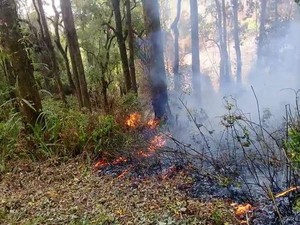 Sejak Agustus, Sudah 80 Hektar Hutan Gunung Tambora Terbakar