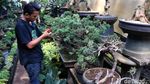 Melihat Budidaya Tanaman Bonsai di Tengah Kota Bandung