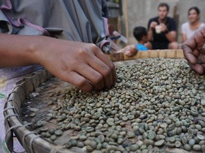 Desa Kembang Kuning Lombok Pikat Wisatawan dari Pembuatan Bubuk Kopi