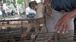 STIB, Sekolah Tinggi Beruk Pemetik Kelapa