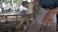 Beruk usia anak-anak hingga dewasa yang berhasil ditangkap, ditampung di Pasar Ternak Sungai Sariak, Padangpariaman untuk dijual dengan harga mulai Rp 100 ribu hingga Rp 300 ribu.