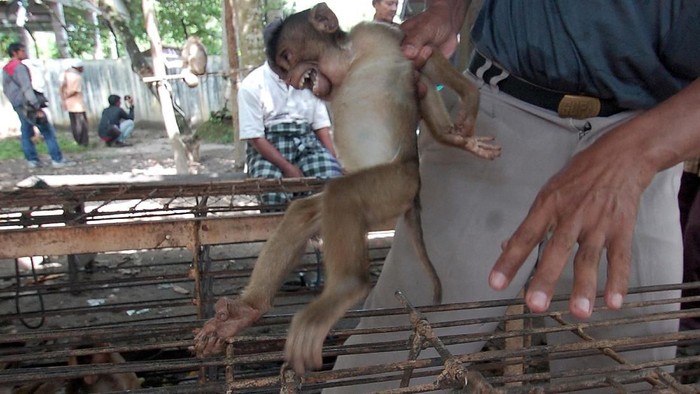 Stib Sekolah Tinggi Beruk Pemetik Kelapa