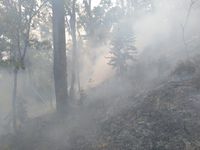 Hutan di Gunung Tambora Terbakar Lagi