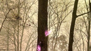 Seorang pekerja dinas kehutanan memotret api berwarna ungu yang membakar di dalam pohon. (Foto: Boredpanda)