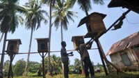 Hal inilah, yang menginspirasi Desa Apar, Pariaman, untuk mendirikan Sekolah Tinggi Ilmu Beruk (STIB). Nama sekolah ini tidak mengacu kepada perguruan tinggi, melainkan sekolah yang berada di pohon (atau ketinggian).
