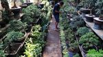 Melihat Budidaya Tanaman Bonsai di Tengah Kota Bandung